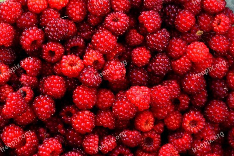 Raspberry Red Berry Fruit Wild