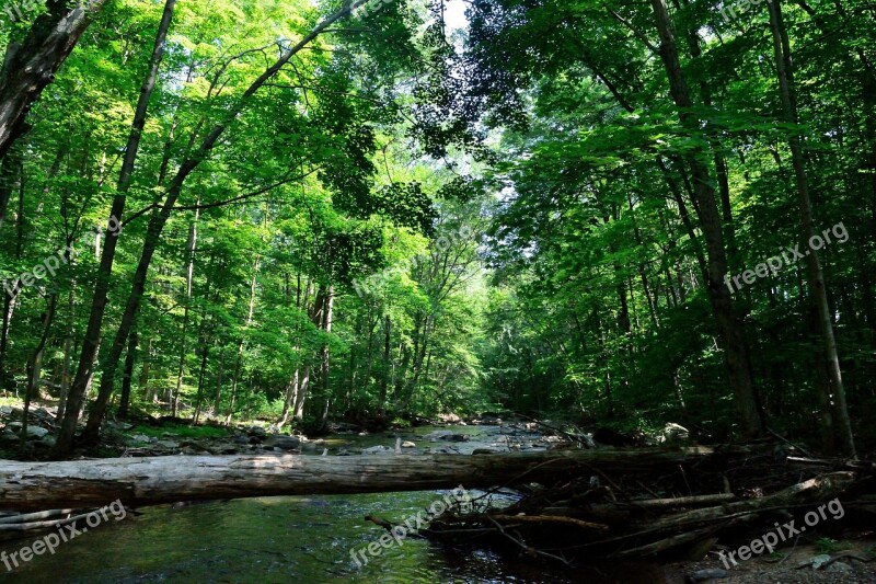 River Nature Forest Woods Creek