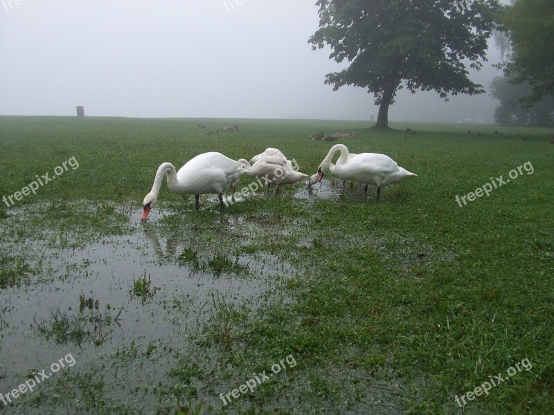 Swans Puddle Meadow Fog Free Photos