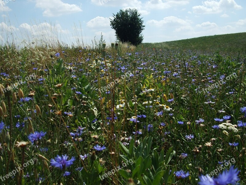 Cornflowers Summer Field Flowers Clouds Free Photos