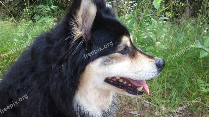 Finnish Lapphund Dog Tip Free Photos