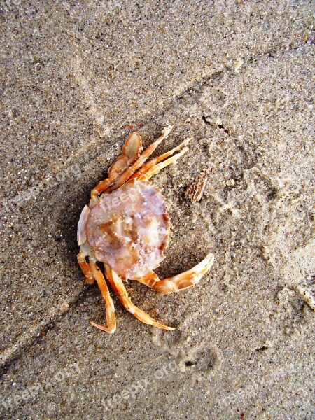 Crab Cancer Shellfish Sea Animal