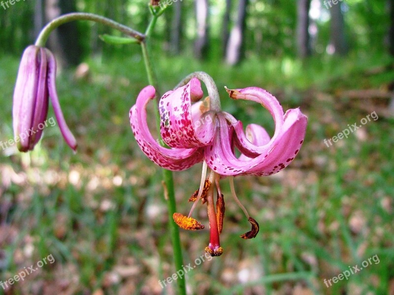 Orchid Turk's Cap Lily Beech Mountain Forest Summer