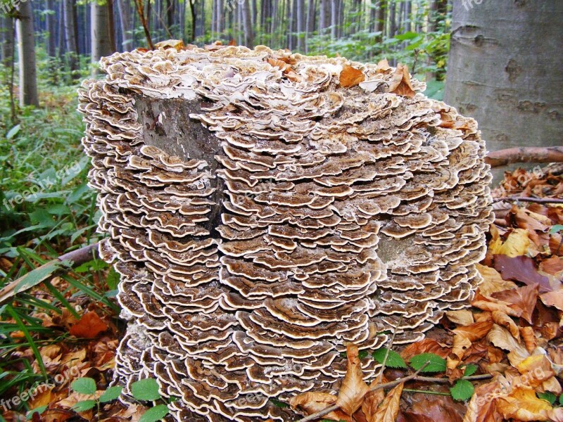 Mushroom Spunk Wood Forest Nature