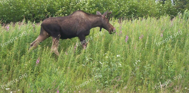 Moose Baby Moose Browse Grass Animal