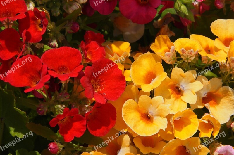 Nemesia Red Yellow Flowers Garden