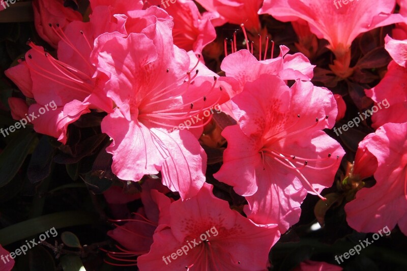 Azalea Pink Flower Spring Bloom