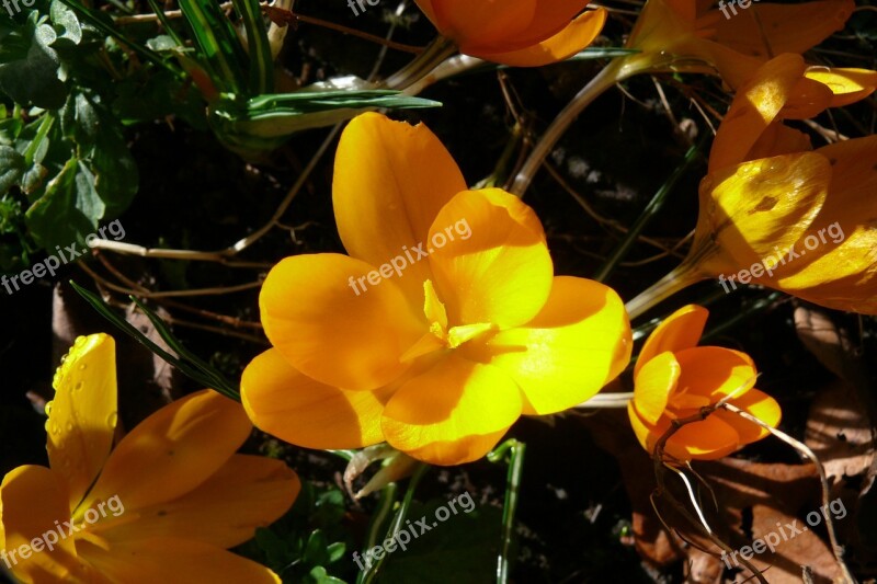 Crocus Yellow Spring Flower Blossom