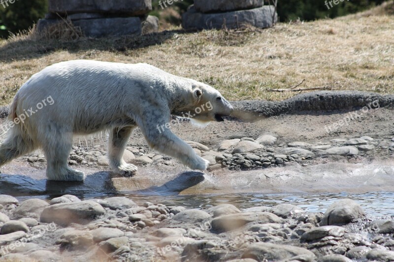 Polar Bear Bear Water Play Animal