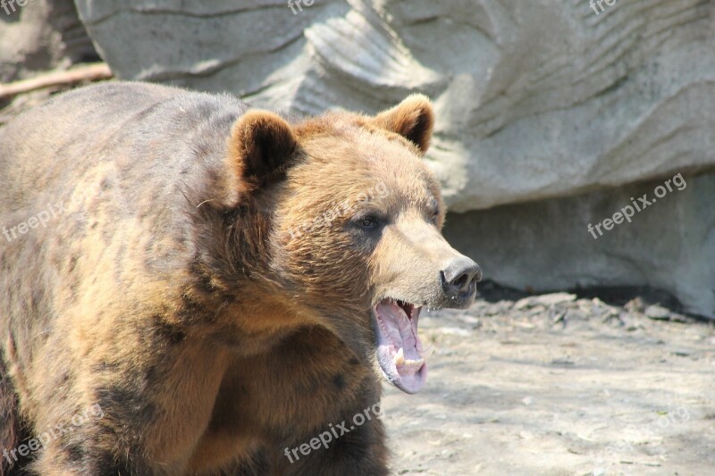 Grizzly Bear Brown Teeth Animal