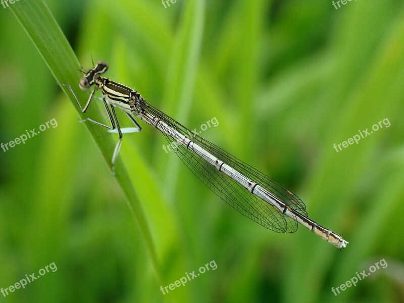 Insect Macro Ważka Flying Free Photos