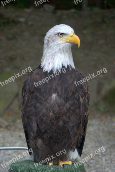 White-tailed Eagle Eagle Bird Free Photos