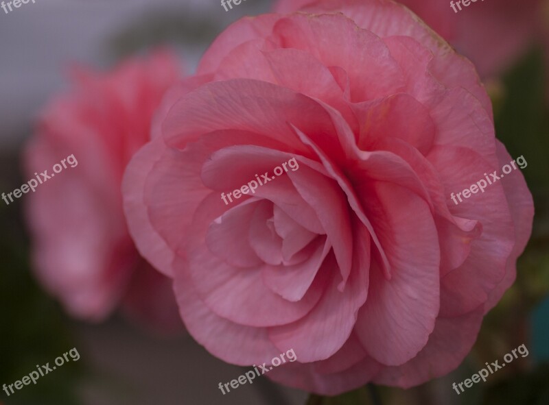 Begonia Pink Flower Macro Flora