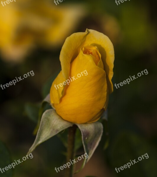 Yellow Rose Flower Flora Floral