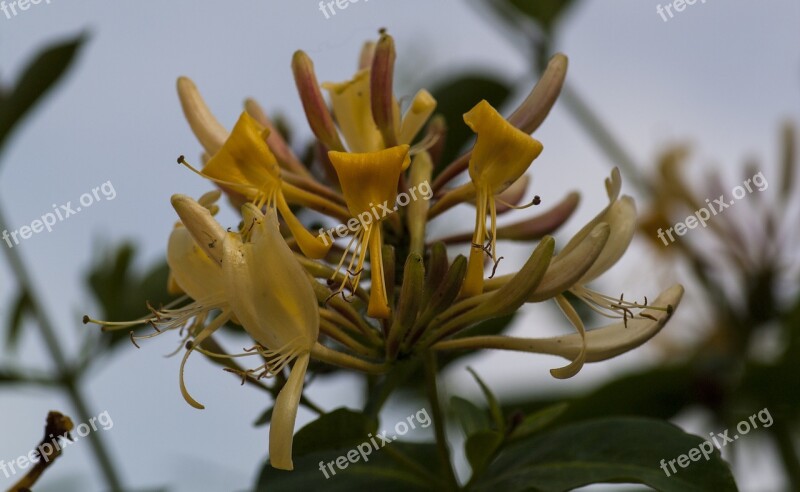 Honeysuckle Flower Flora Floral Spring