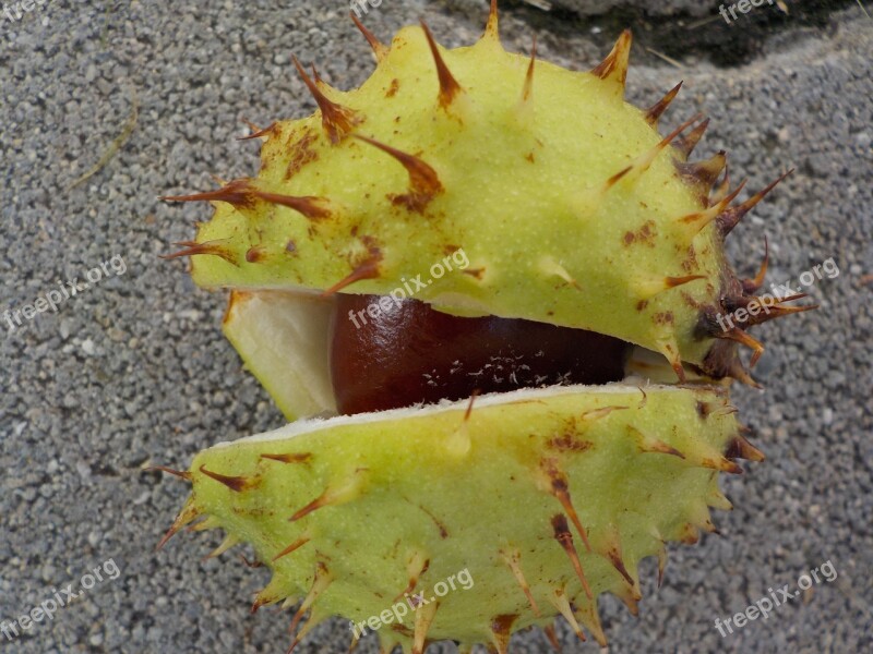 Chestnut Nature Buchengewaechs Shell Prickly