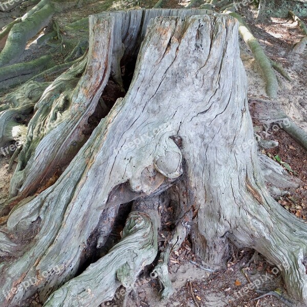 Tree Stump Old Tree Strunk Wood