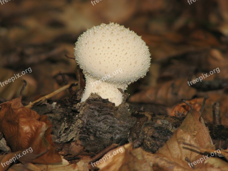 Mushroom Autumn Forest Forest Floor White