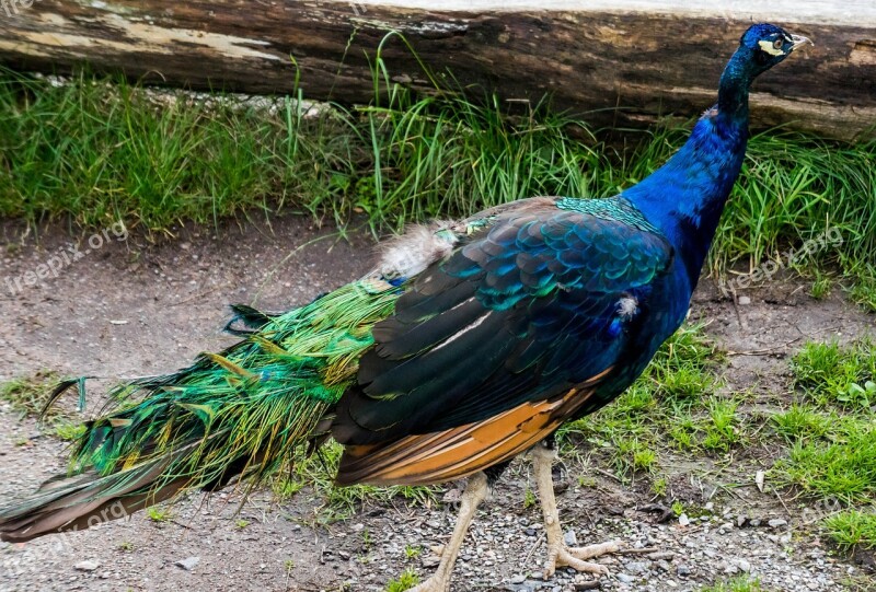 Peacock Blue Bird Feather Nature