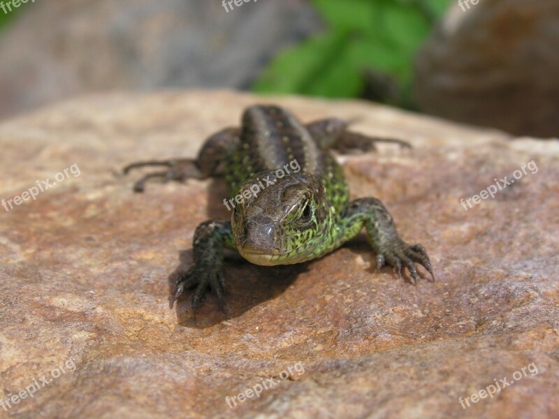 Lizard Wild General Male Reptile