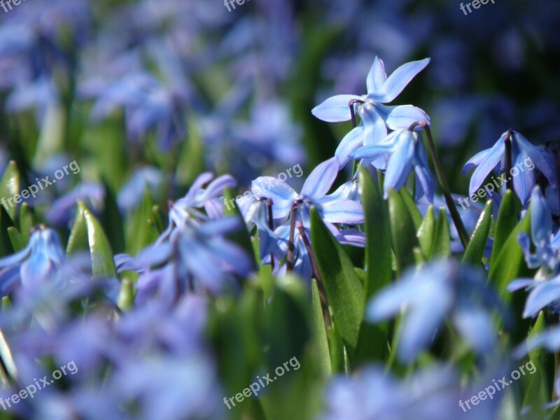 Chionodoxa Two Flowers Flower Blue Plant