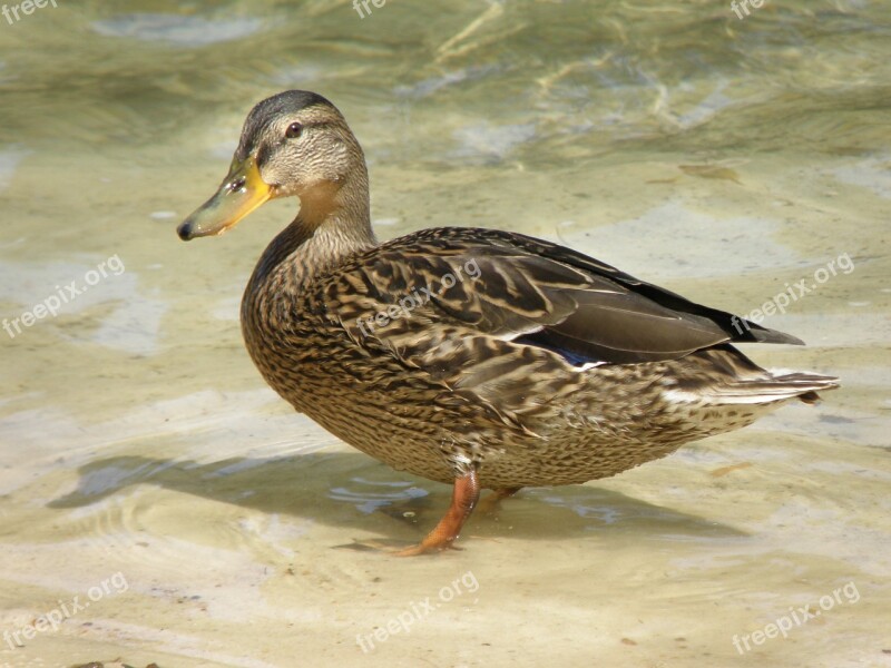 Duck Water Wild Bird Water Surface