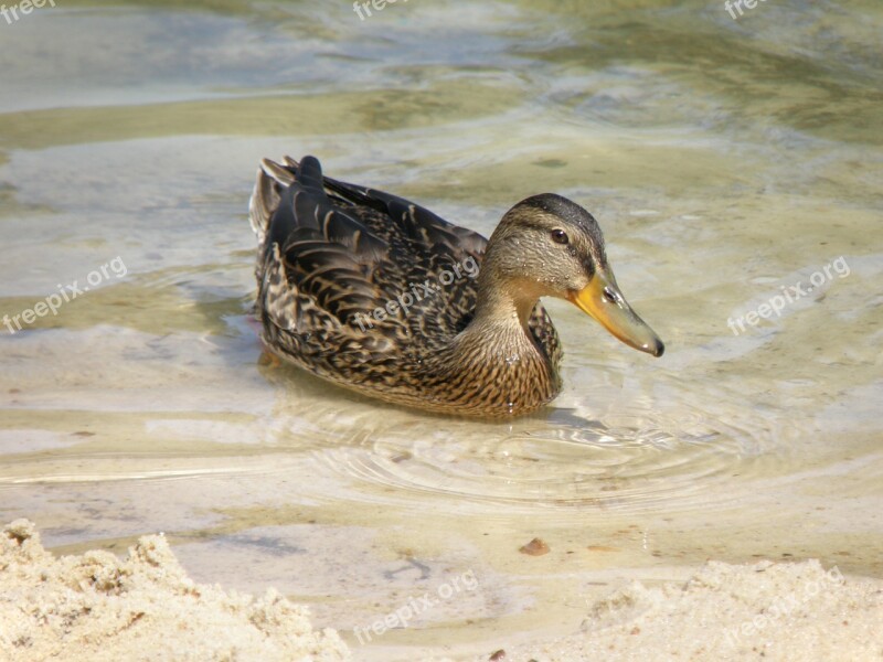 Duck Water Wild Bird Water Surface