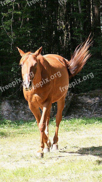 Horse Trot Trotter Animals Horseback Riding