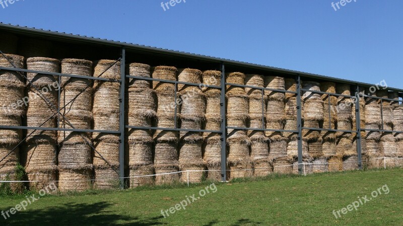 Hay Bales Stock Hay Forage Field