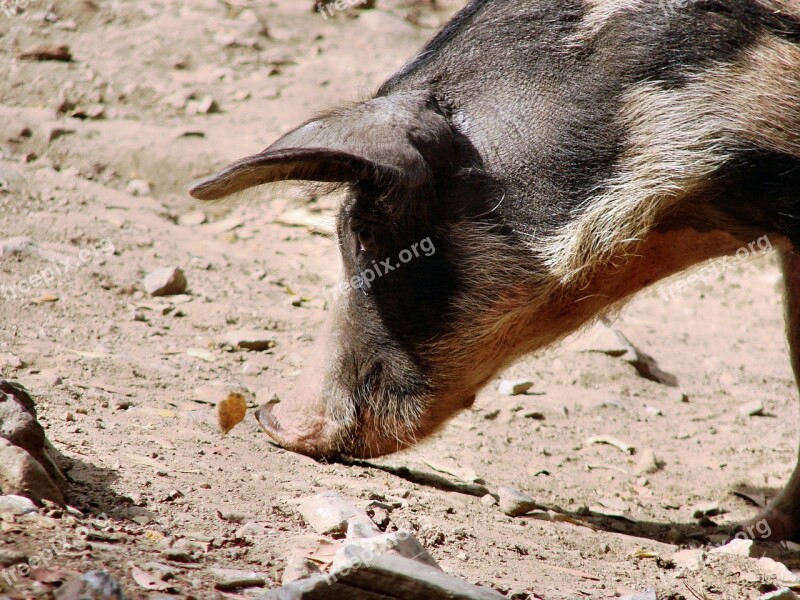 Pig Free Wild Snout Ground