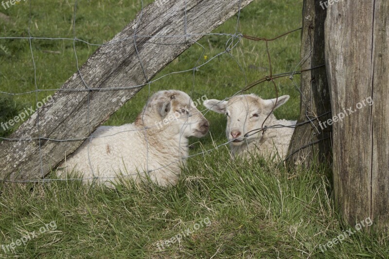 Lambs Animal Schäfchen Sheep Cute