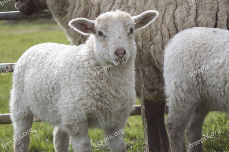 Sheep Lamb Animal Schäfchen Cute