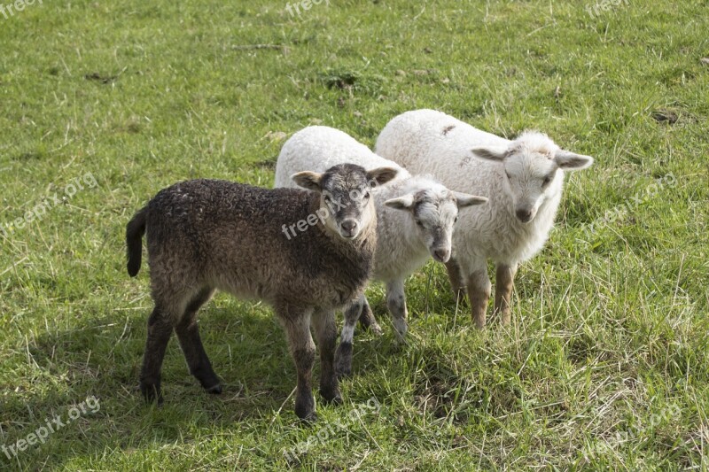 Sheep Lamb Animal Schäfchen Cute