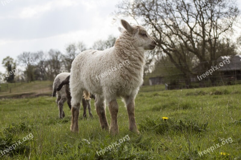 Sheep Lamb Animal Schäfchen Cute