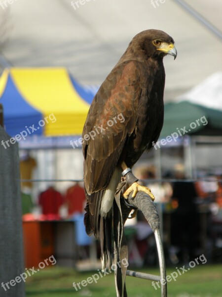 Buzzard Wild Bird Predator Sitting