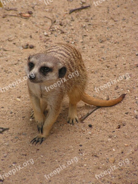 Meerkat Wild Beast Mammal Promykovití