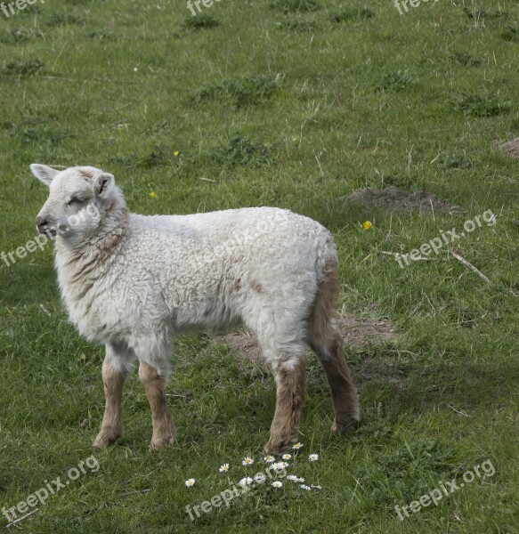 Sheep Lamb Animal Cute Animal World