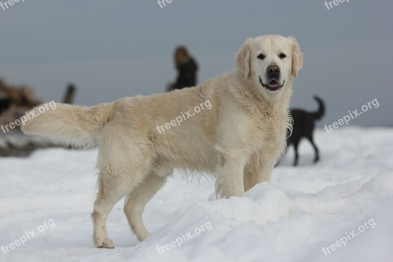 Golden Retriever Snow Winter Baltic Sea Free Photos