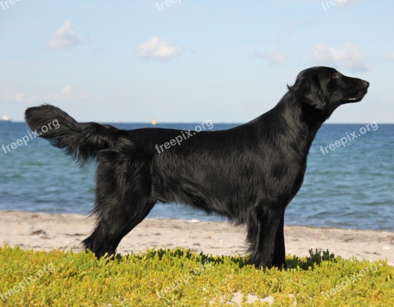 Flatcoated Retriever Water Beach Dune Lake