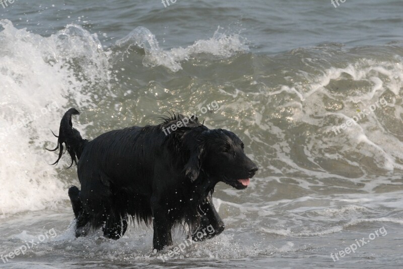 Flatcoated Retriever Water Wave Black Dog