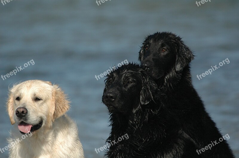 Golden Retriever Flatcoated Retriever Black White Sea