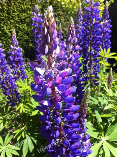 Lupine Nature Flower Violet Garden