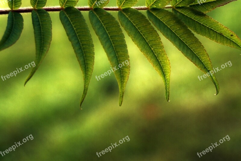 Leaves Tree Light And Shadow Nature Green