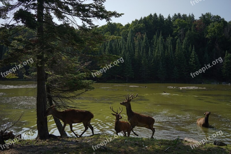 Deer Nature Wildlife Animal Mammal