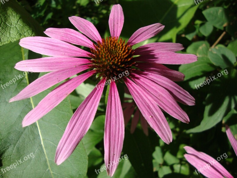 Echinacea Flower Garden Herb Coneflower