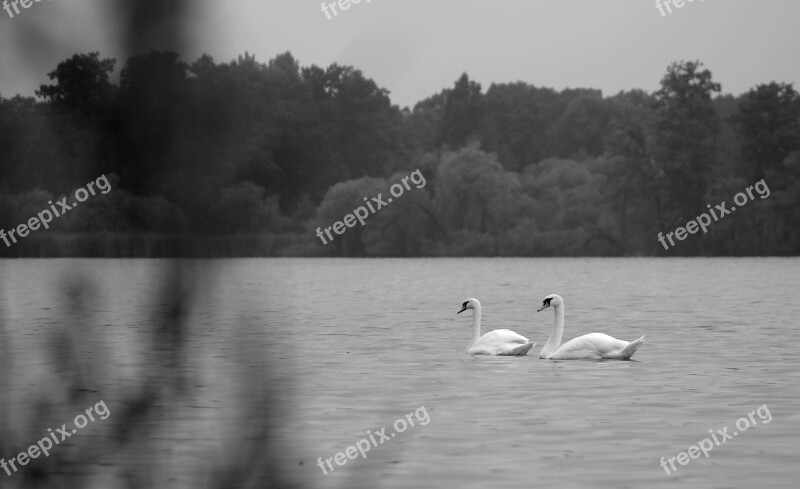 Swans Pond Nature Landscape Trees