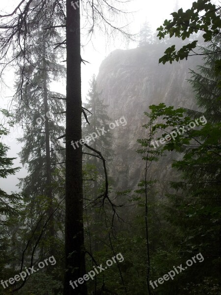 Fog Forest Mountains Trees Nature