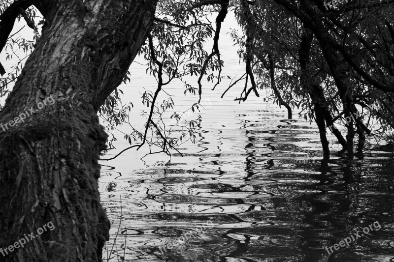 Tree Black White Water Simplicity