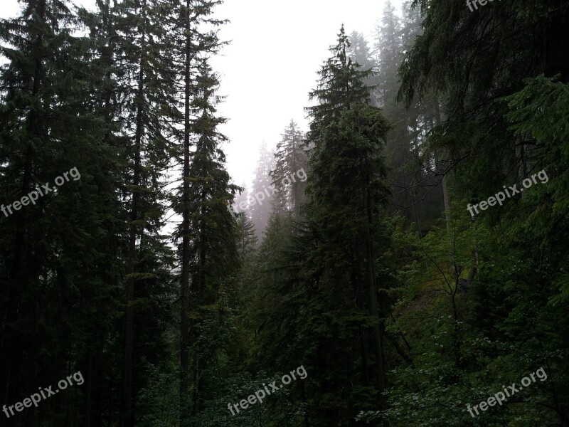 Fog Forest Mountains Trees Nature