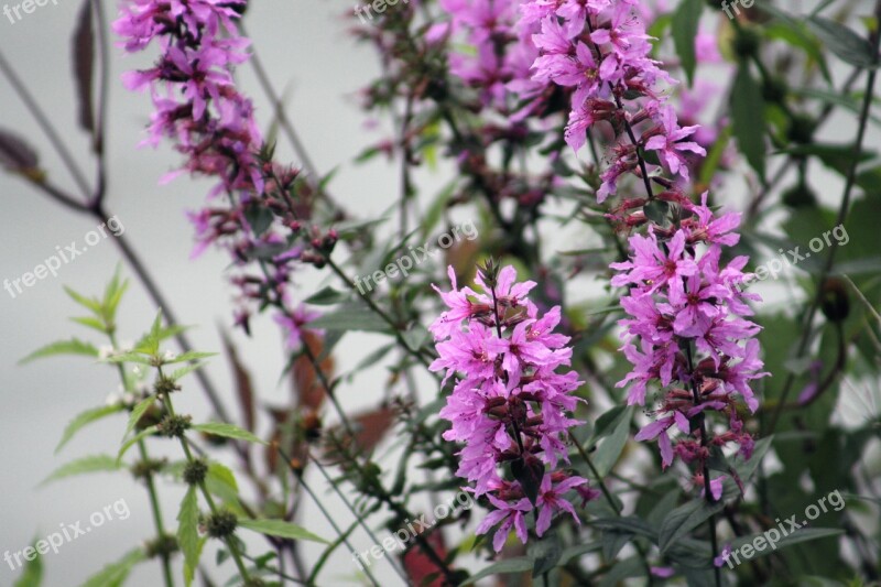 Flower Pink Nature Pink Flower Plant